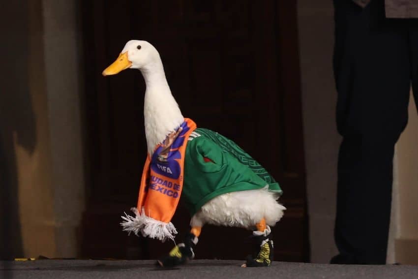 Merlin the duck waddles into Mexico’s National Palace, at Sheinbaum’s invitation