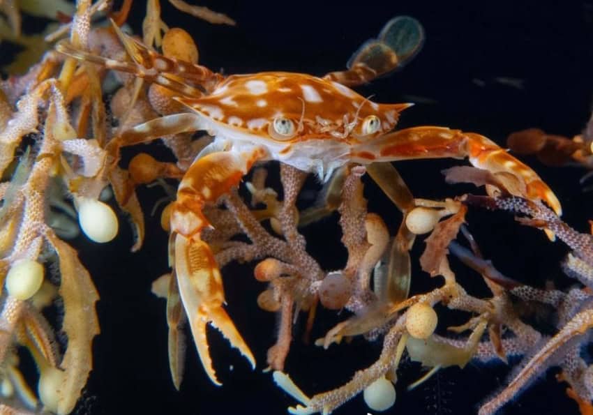 Sargassum crab