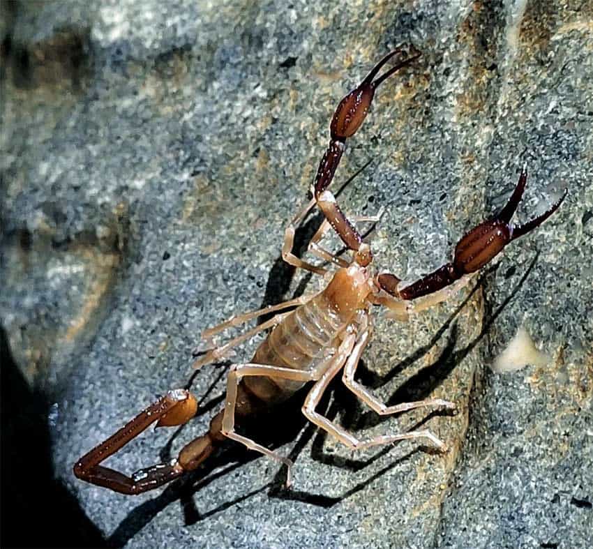 A red scorpion on a cave wall