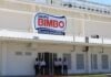 Bimbo plant