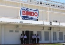 Bimbo plant