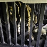 A caged jaguar