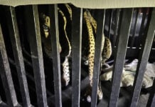 A caged jaguar