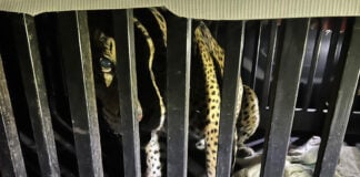 A caged jaguar