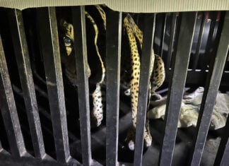 A caged jaguar