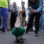 Merlin World Cup duck