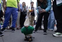 Merlin World Cup duck