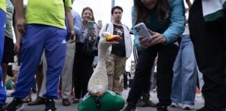 Merlin World Cup duck