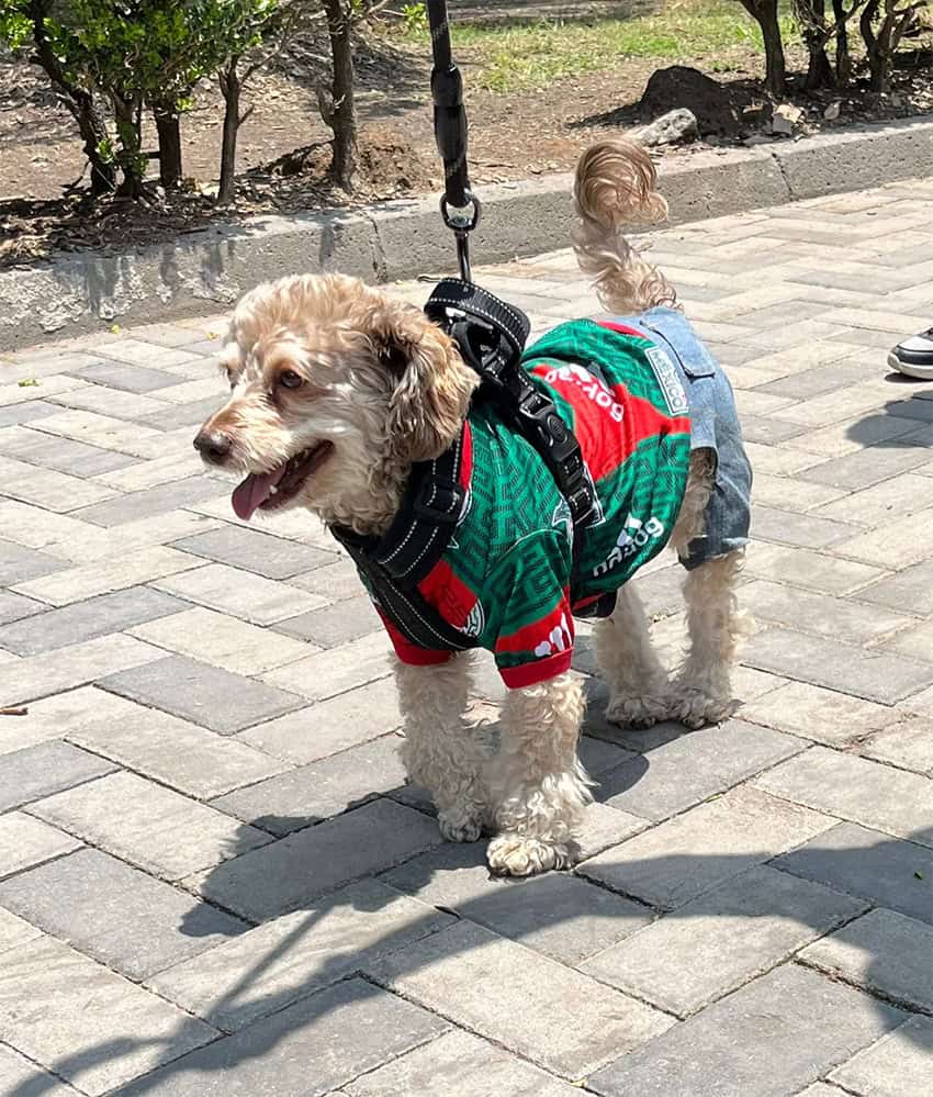 A dog wearing an El Tri Mexican national team jersey at the 2026 FIFA World Cup Fan Fest in Mexico City's Parque Las Américas
