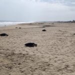 Olive ridley turtles cruising across a beach