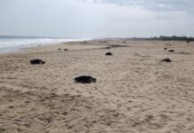 Olive ridley turtles cruising across a beach