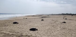Olive ridley turtles cruising across a beach