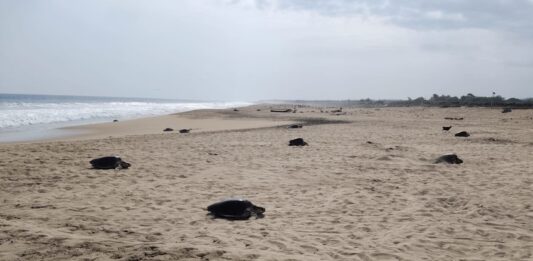 Olive ridley turtles cruising across a beach