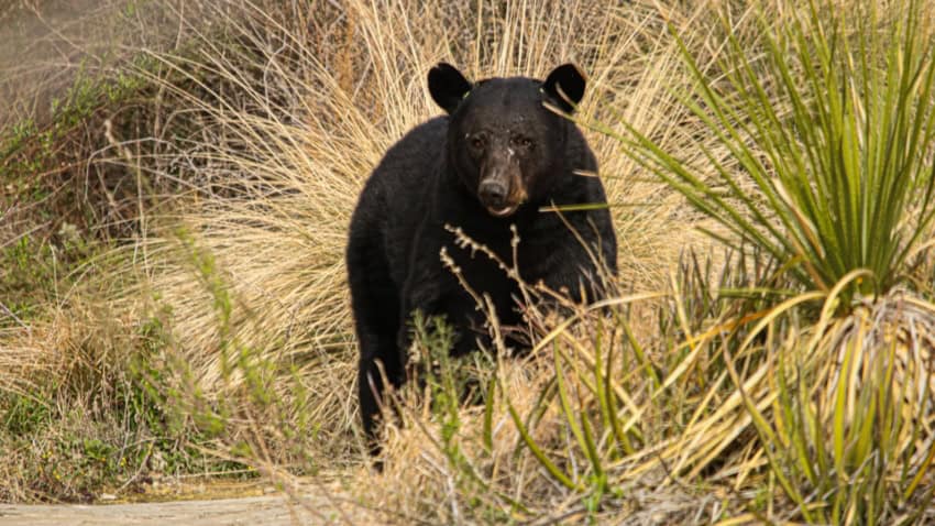Mexican brown bear in Big Bend National Park, Texas