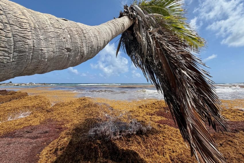 How sargassum is changing the face of paradise in Cozumel
