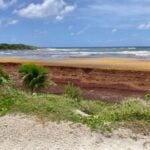 Sargassum in Cozumel