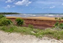 Sargassum in Cozumel