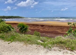 Sargassum in Cozumel