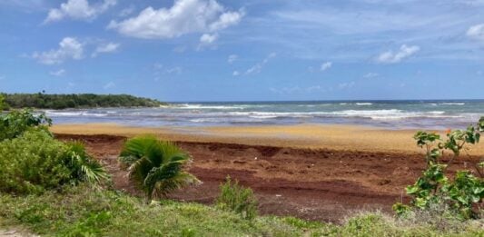 Sargassum in Cozumel