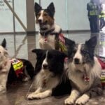 Querétaro canines Orly, Balam, Kenai and Halley, who traveled to Venezuela on Saturday as part of the USAR (Urban Search and Rescue) team