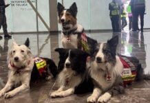 Querétaro canines Orly, Balam, Kenai and Halley, who traveled to Venezuela on Saturday as part of the USAR (Urban Search and Rescue) team