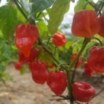 habaneros