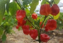 habaneros