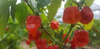 habaneros