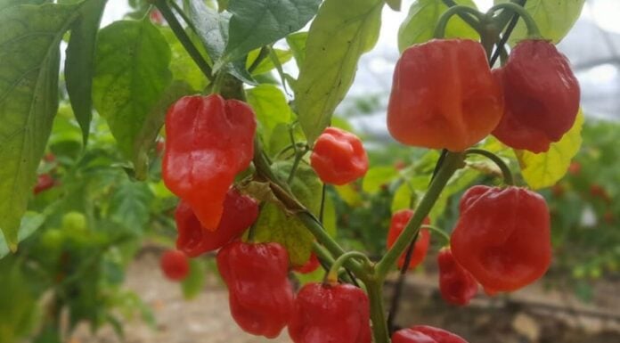 habaneros