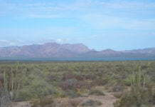 The mountains of Isla Tiburón, seen from Sonora, with cactus and desert vegetation in the foreground
