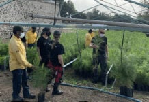 Members of Maná at a tree nursery