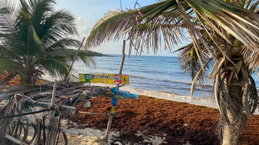 Surf school closed by sargassum