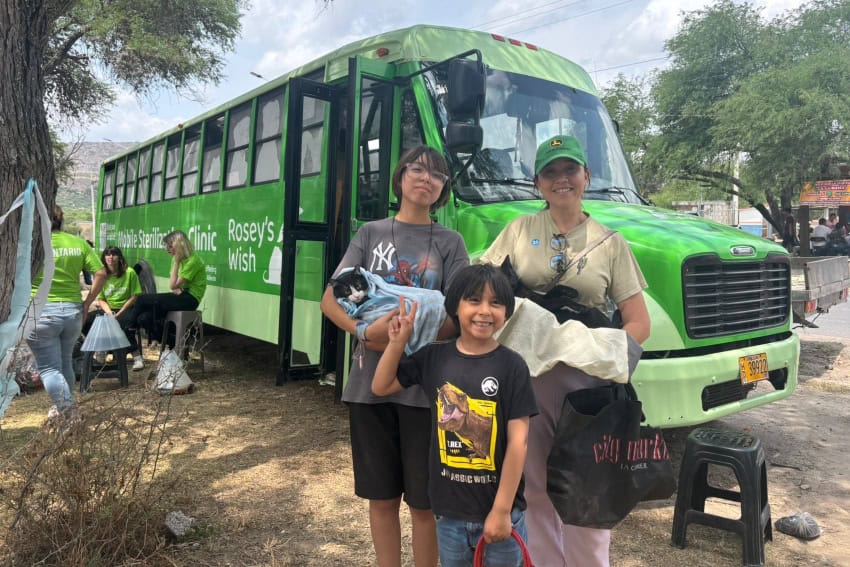 Rosie's Wish pet sterilization van, with recuperating cat, in Tequisquiapan