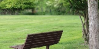 An empty bench in a generic park