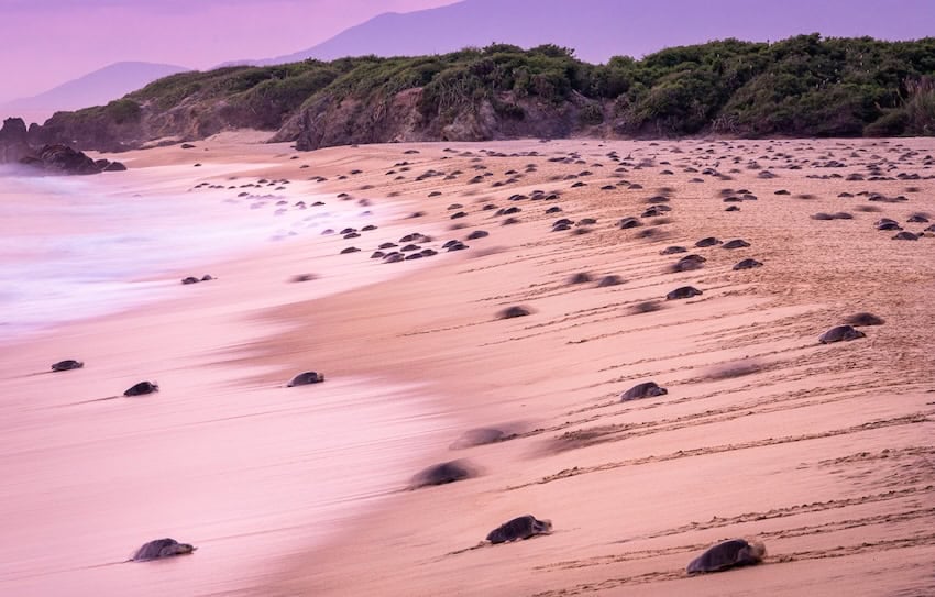 Saving the turtles of the Michoacán coast