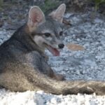 Cozumel Dwarf fox