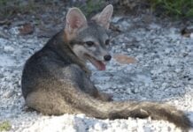 Cozumel Dwarf fox