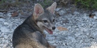 Cozumel Dwarf fox