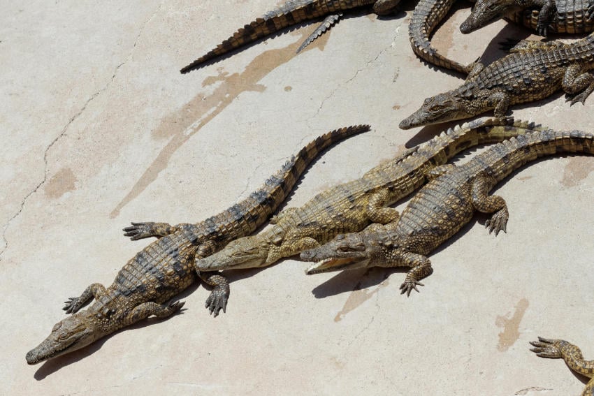 Alligators resting on sand in a beach or a desert.