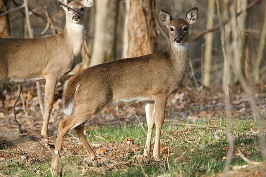 white tailed deer