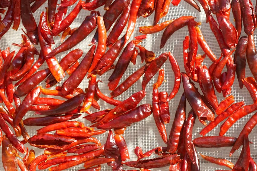 In town for the World Cup?: Why you should eat spicy salsa while you’re here