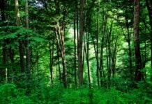 forest