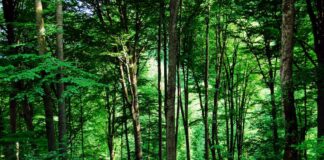 forest
