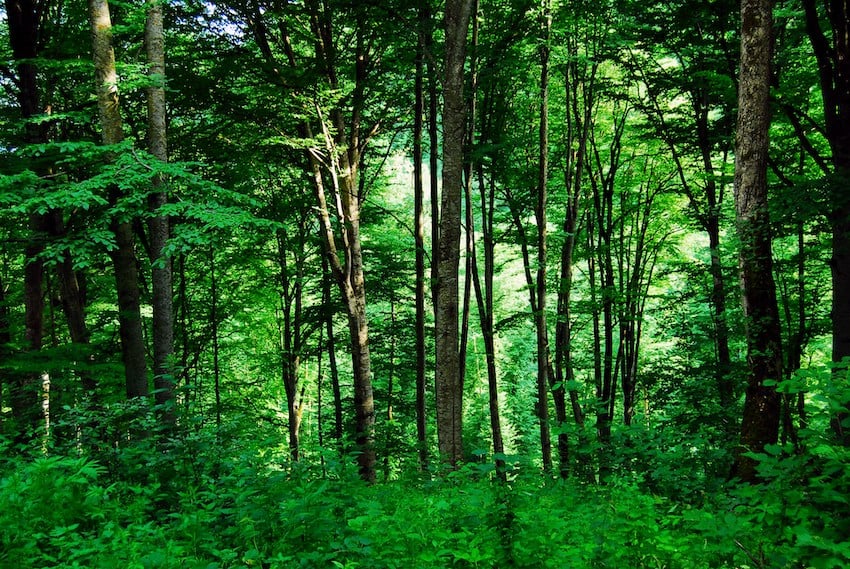The World Bank-managed Climate Investment Fund (CIF) has approved US $500 million for Brazil and Mexico to decarbonize their industrial sectors.