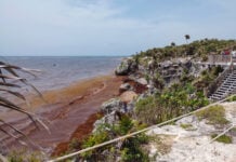 Sargassum covers the beaches of the Tulum archaeological site on July 17