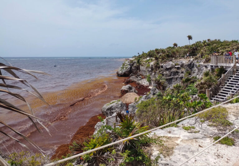 Sheinbaum vows action on Quintana Roo's sargassum crisis