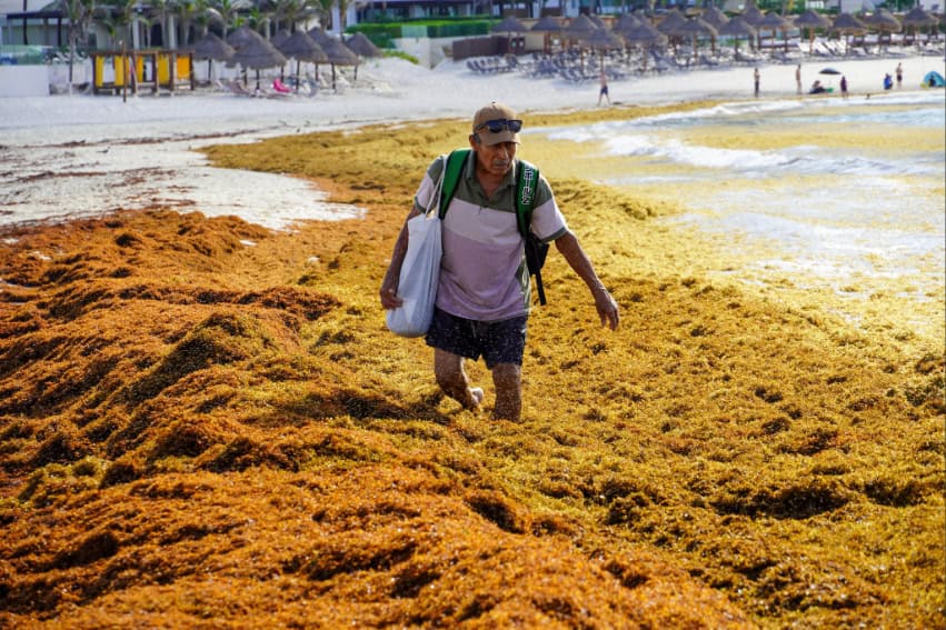 A man wades through heaps of sargassum on a beach in Cancún on Wednesday