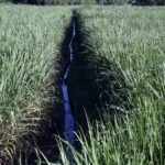Sugarcane is produced in over a dozen Mexican states, supplying more than 50 sugar mills.