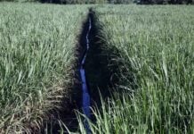 Sugarcane is produced in over a dozen Mexican states, supplying more than 50 sugar mills.