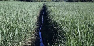 Sugarcane is produced in over a dozen Mexican states, supplying more than 50 sugar mills.
